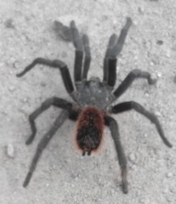 Aphonopelma caniceps.png