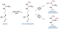 Arginine methylation.svg