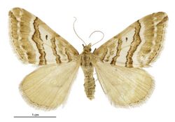 Asaphodes cataphracta female.jpg