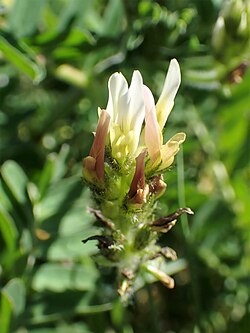 Astragalus boeticus kz08.jpg