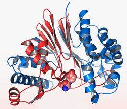 Bacillus anthracis - CapD protein crystal structure.jpg