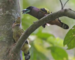 Adult banded broadbill giving a large arthropod to a juvenile with its beak open