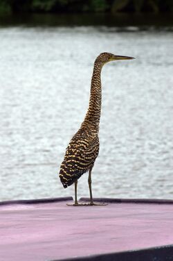 Bare-throated Tiger Heron1.jpg