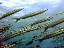 Bigeye barracuda.jpg