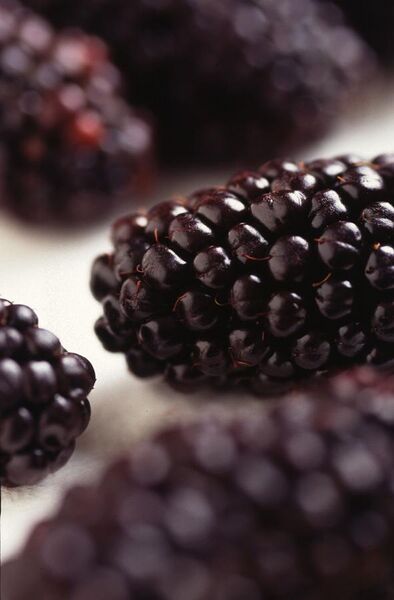 File:Black Butte blackberry.jpg