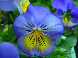 Blue and yellow flowers.jpg