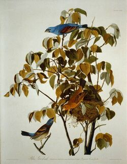 Blue grosbeak.jpg