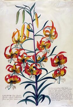 Botanical illustration of Lilium superbum.jpg