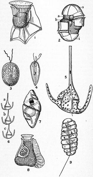 File:Britannica Dinoflagellata 2.jpg