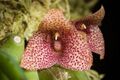 Bulbophyllum pictum C.S.P.Parish & Rchb.f., Trans. Linn. Soc. London 30 150 (1874) (30774803297).jpg