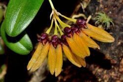 Bulbophyllum retusiusculum 黃萼捲瓣蘭 (15097319974).jpg