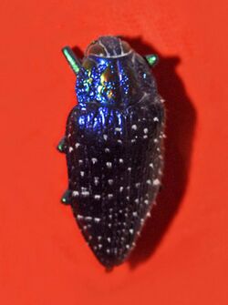 Buprestidae - Polybothris sumptuosa.jpg