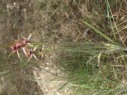 Caladenia arenicola habit.jpg