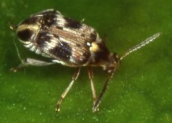 Callosobruchus maculatus (female on leaf) (cropped).jpg