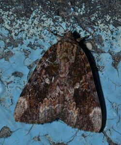 Catocala innubens – Betrothed Underwing Moth (14644791657).jpg