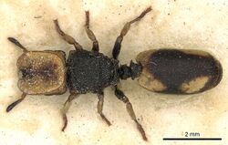 Cephalotes pallidicephalus.jpg