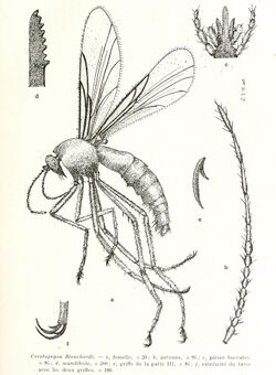 Ceratopogon blanchardi.jpg