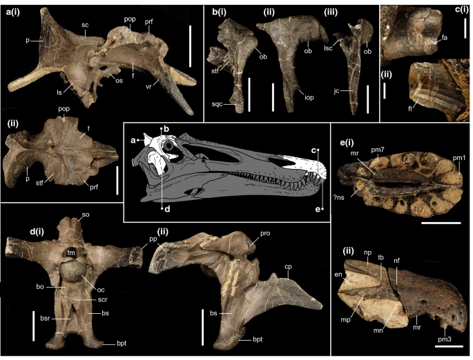 File:Ceratosuchops holotype.webp