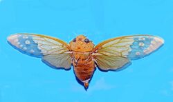 Cicadidae - Ugada limbata.JPG