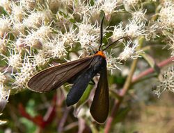 Cisseps fulvicollis02.jpg