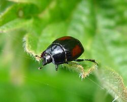 Clown or Hister Beetle. Histerinae . Atholus bimaculatus - Flickr - gailhampshire.jpg