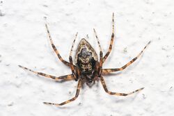 Cobweb Spider - Euryopis funebris, Woodbridge, Virginia.jpg