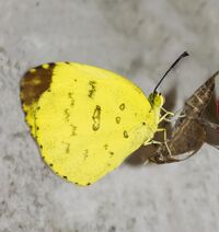 Common Grass Yellow- WB.jpg