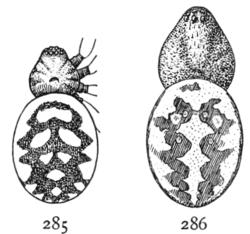 Common Spiders U.S. 285-6 Steatoda albomaculata, S. triangulosa.png