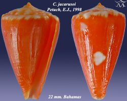 Conus jacarusoi 2.jpg