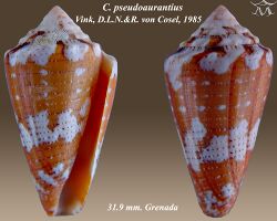 Conus pseudoaurantius 1.jpg