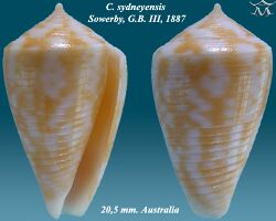 Conus sydneyensis 1.jpg