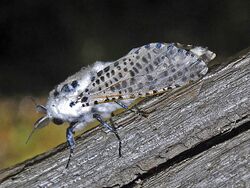 Cossidae - Zeuzera pyrina.JPG