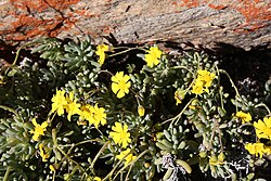 Crassothonna cylindrica (Asteraceae) (37204306650).jpg