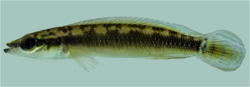 Crenicichla anamiri live.png