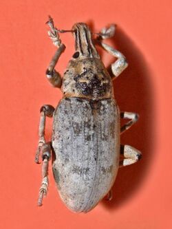 Curculionidae - Ammocleonus hieroglyphicus.jpg