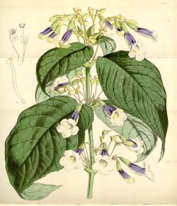 Curtis's Botanical Magazine, Plate 4315 (Volume 73, 1847).jpg