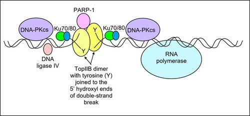 Paused RNA polymerase and limited, short-term TOP2B-induced DNA double-strand break with associated PARP-1 and NHEJ complex enzymes