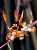 Dendrobium tangerinum by Scott Zona - 004a.jpg