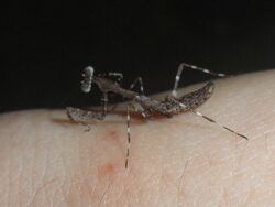 Deroplatys lobata 1.JPG