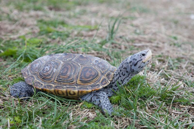 File:Diamond terrapin turtle reptile malaclemys terrapin.jpg