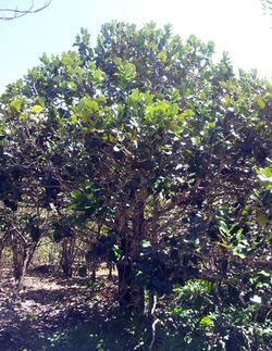 Diospyros egrettarum - bois d ebene ile aux aigrettes - Mauritius 5.jpg