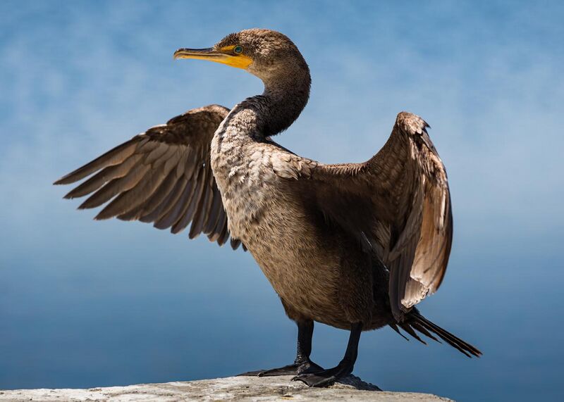 File:Double-crested cormorant at Sutro Baths-6460.jpg