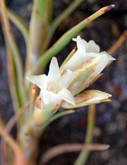 Dracophyllum ophioliticum flower closeup.jpg