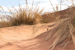 Dune lark ^ Stipagrostis sabulicola på Elim Dun-1114 - Flickr - Ragnhild & Neil Crawford.jpg