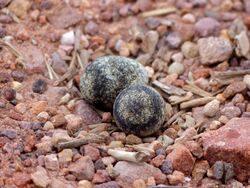 Eggs of Three-banded Plover (Charadrius tricollaris) right in the middle of the S59 Road (11926451373).jpg