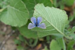 Endangered Palos Verdes blue butterfly (5170035465).jpg
