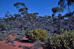 Eucalyptus platycorys.jpg