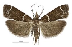Eudonia leucogramma female.jpg
