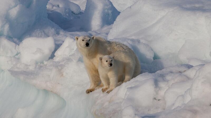 File:Female polar bear (Ursus maritimus) with cub, Svalbard.jpg