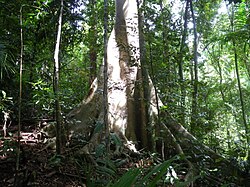 Ficus albipila, Cairns, Queensland 1.jpg